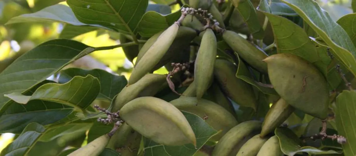 شجرة الكرانجا