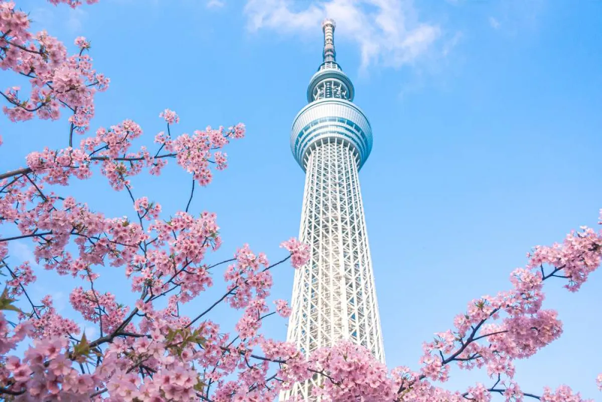 طوطيو سكاي تري