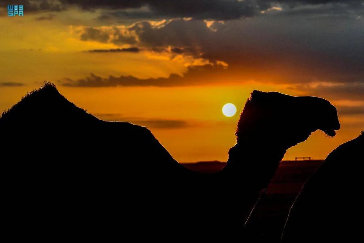 مهرجان الملك عبدالعزيز للإبل - الصورة من واس