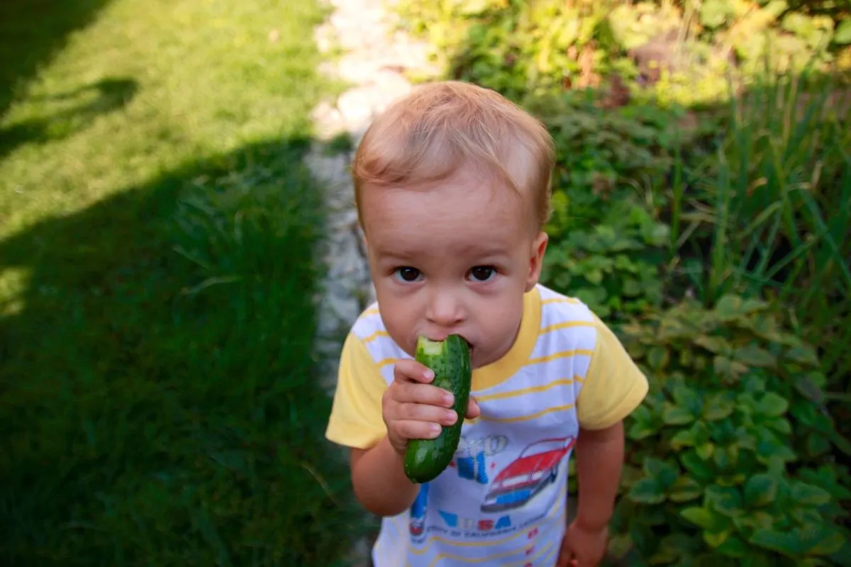 صورة طفل يأكل الخيار