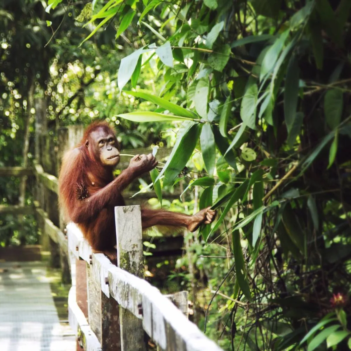 غابة كابيلي-سيبيلوك