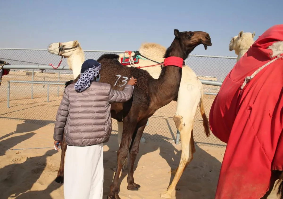 انطلاق مهرجان الظفرة 12 يناير. الصورة من "وام"