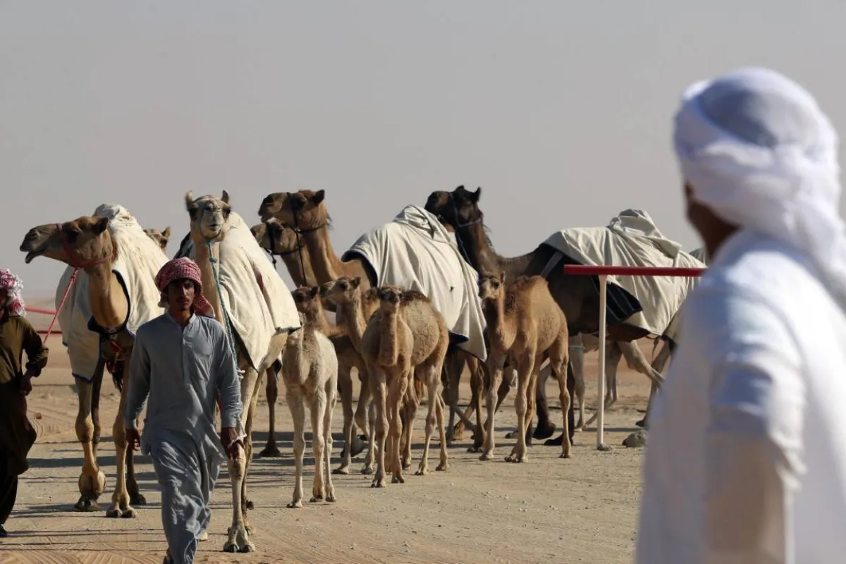 يضم المهرجان العديد من المسابقات والفعاليات التراثية المتنوعة. الصورة من "وام"