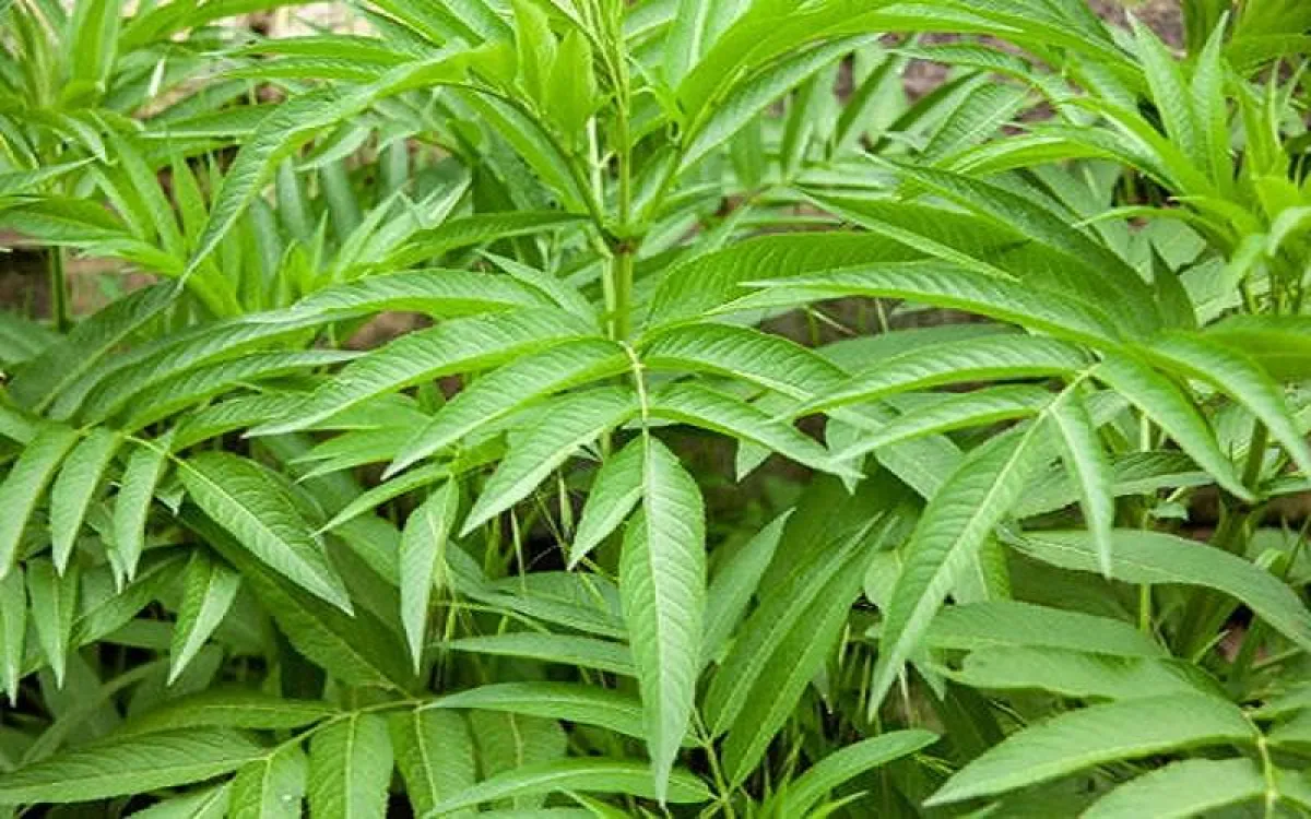 هل اختبرت فوائد عشبة اللويزة الليمونية؟