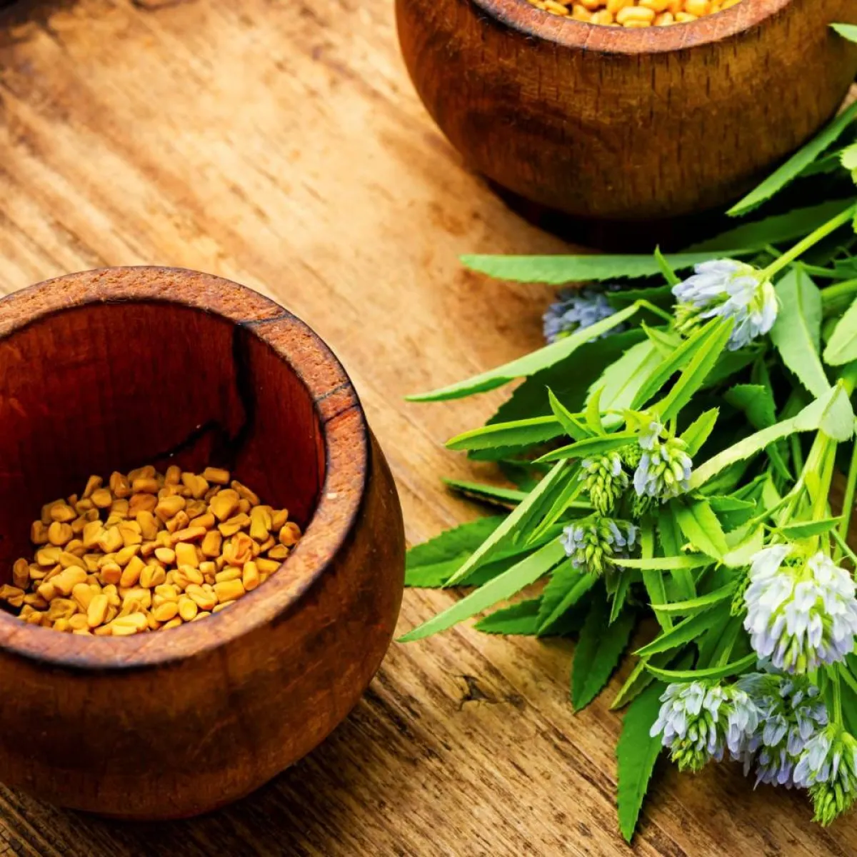 صورة لبذور الحلبة وأوراقها