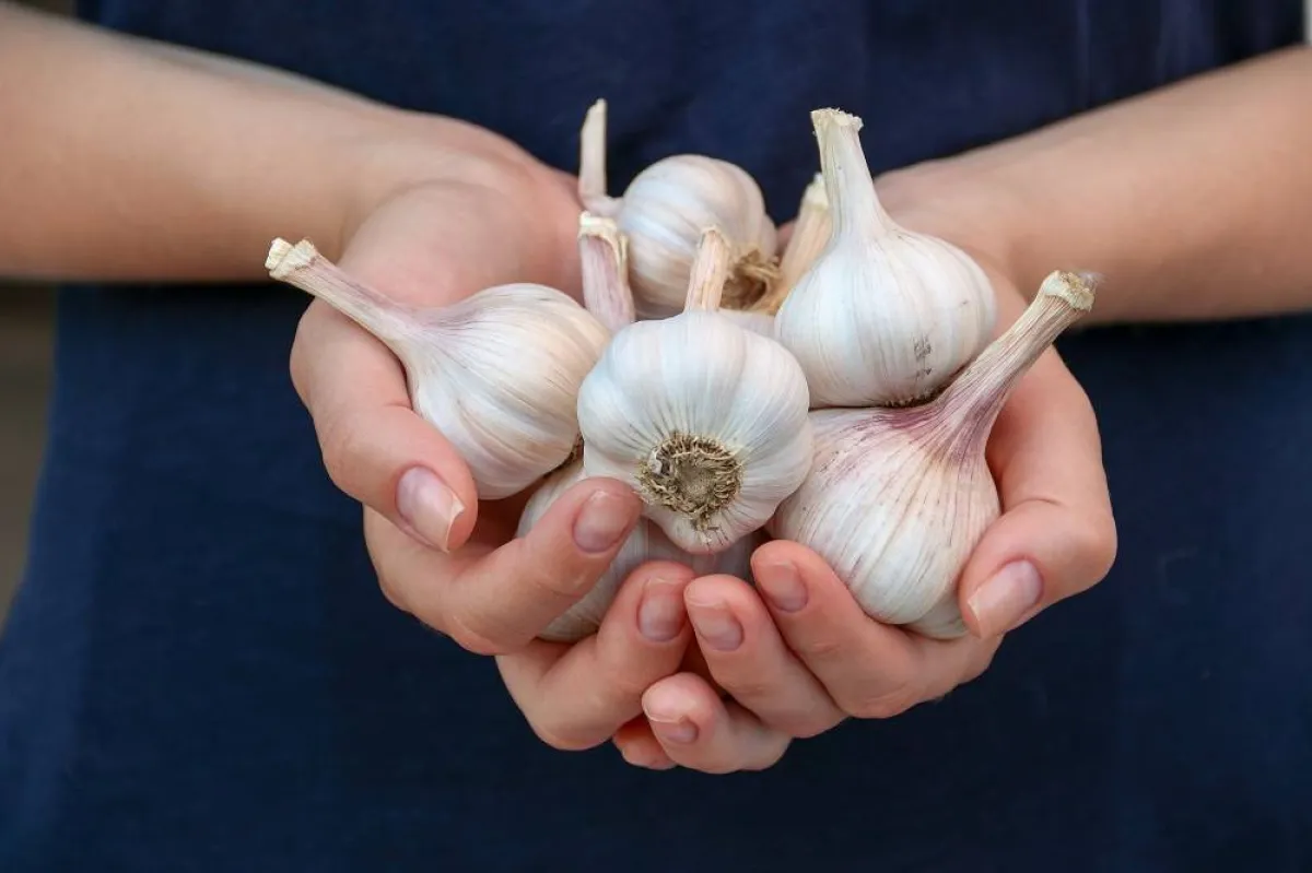  خلطات طبيعية من الثوم