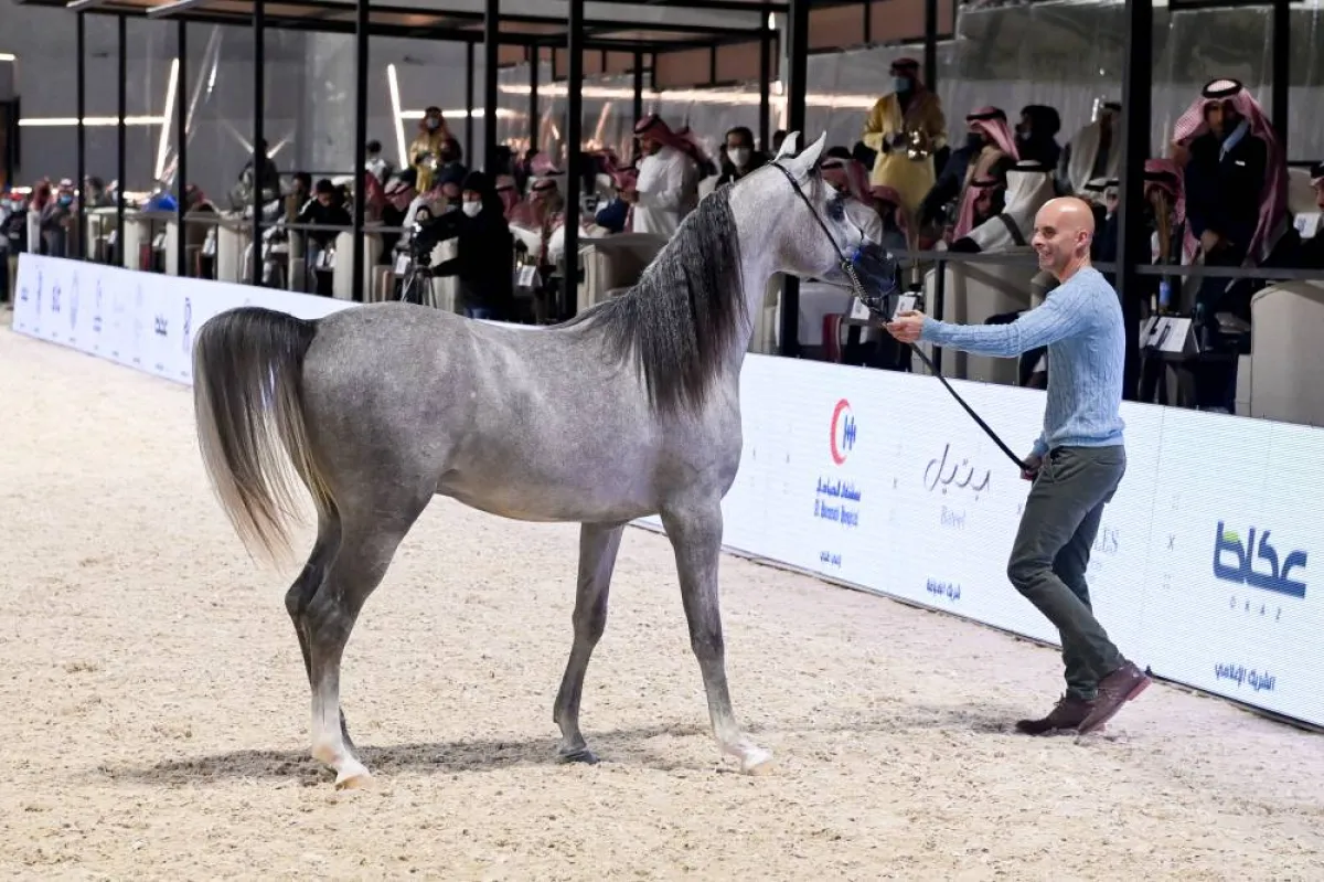 مليون ريال مبيعات (مزاد فخر الدرعية) ضمن فعاليات المهرجان السعودي للجواد العربي 2022