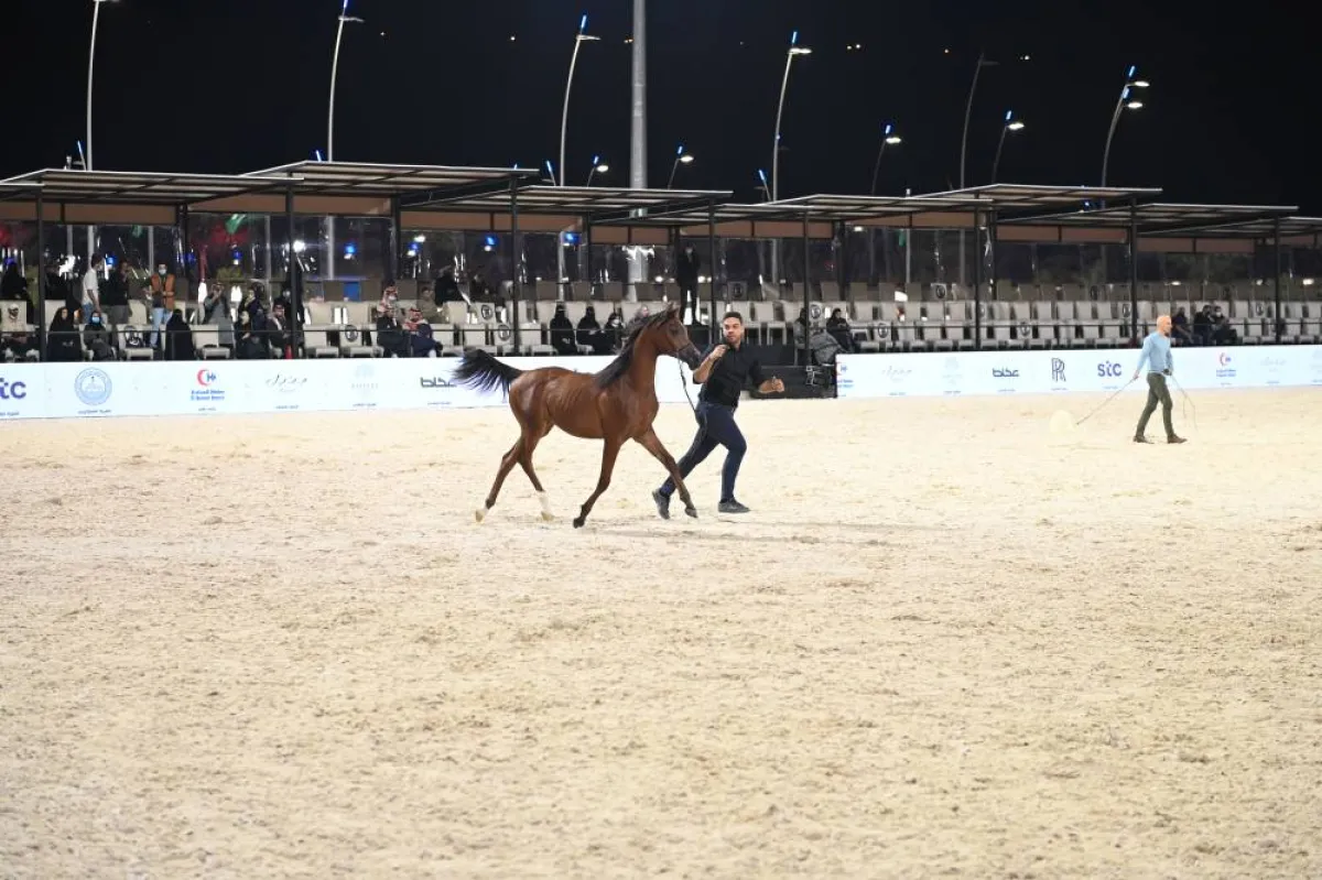  فعاليات المهرجان السعودي للجواد العربي