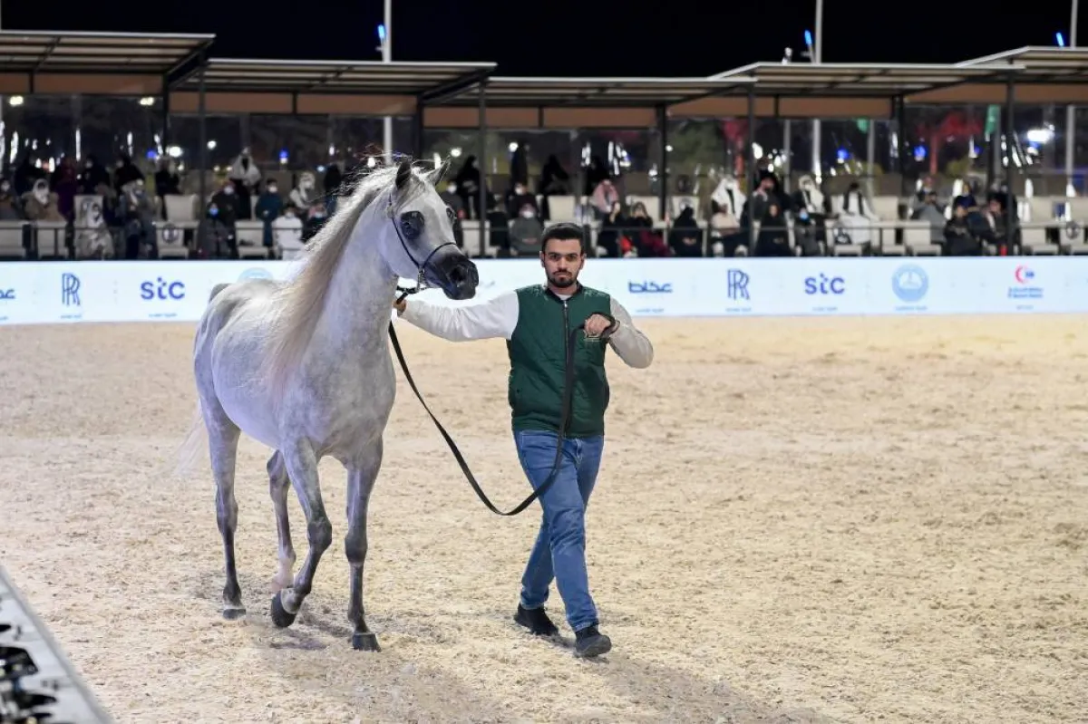 عرض جمال للخيل العربي،