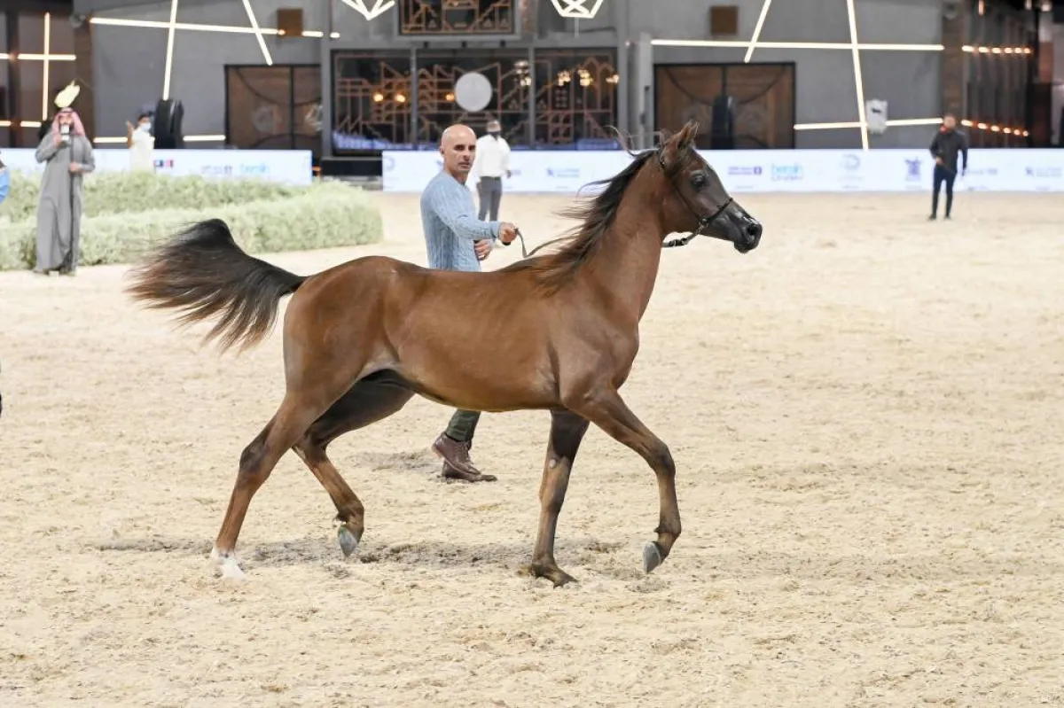   فعاليات المهرجان السعودي للجواد العربي 2022