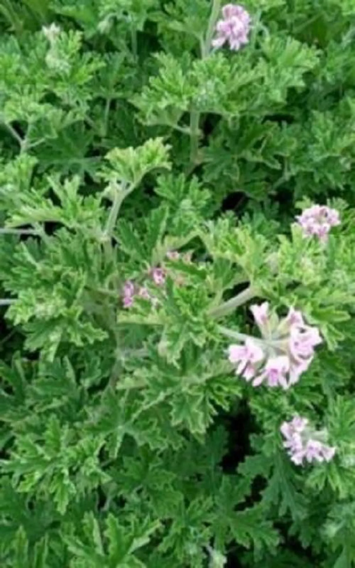 فوائد مذهلة لعشبة العطرة