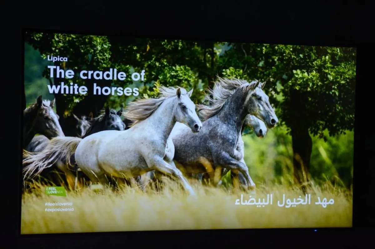 تعود أسلاف الخيول في سلوفينيا إلى عام 800 م. الصورة من "وام"