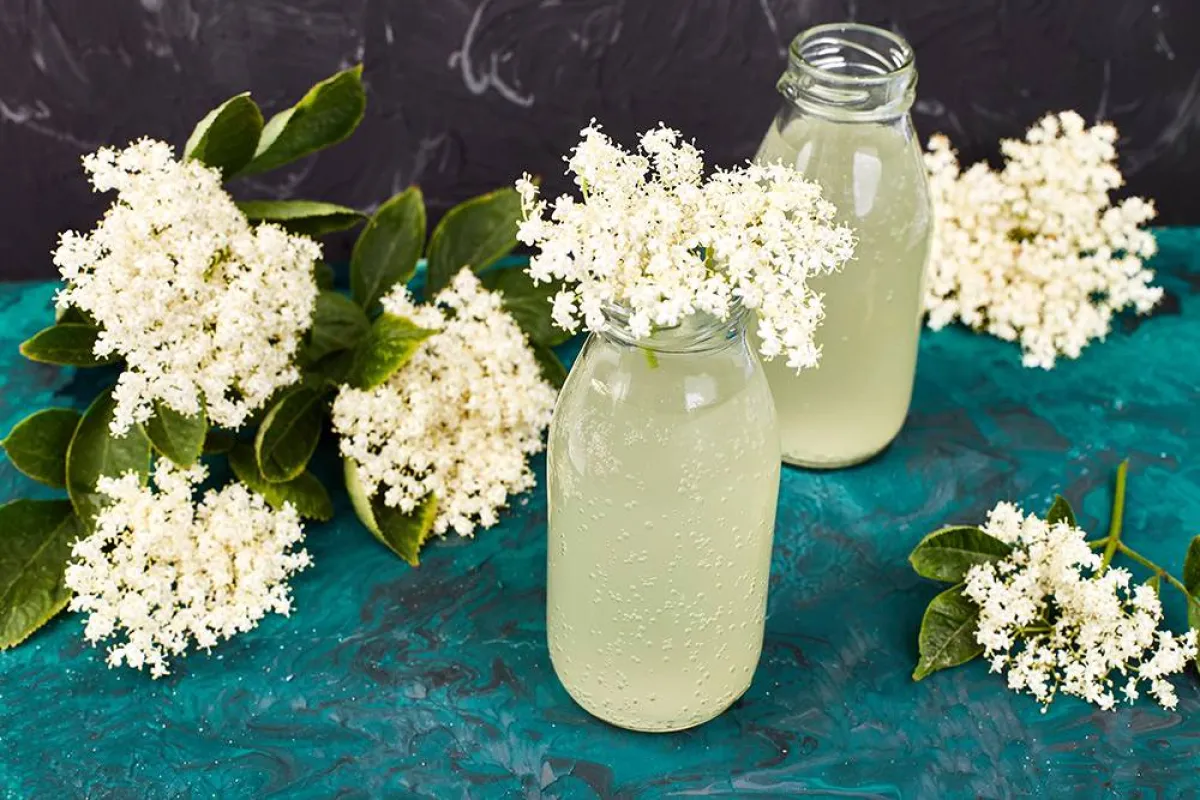 فوائد هامة للبيلسان للنساء 