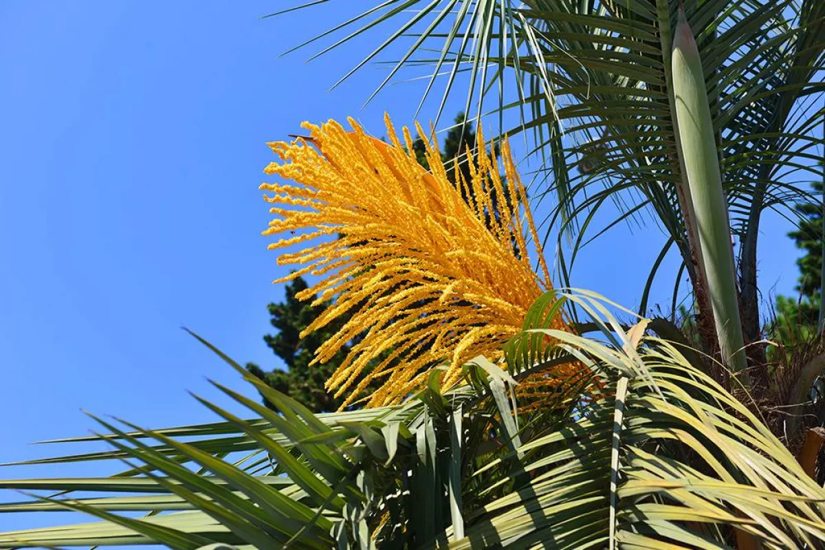 فوائد طلع النخل للنساء