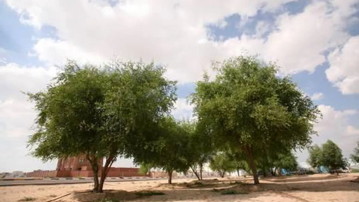 صورة لشجرة السدر