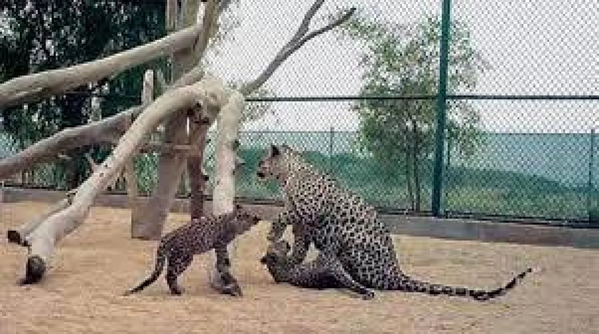 النمر العربي - الصورة من الشرق الأوسط