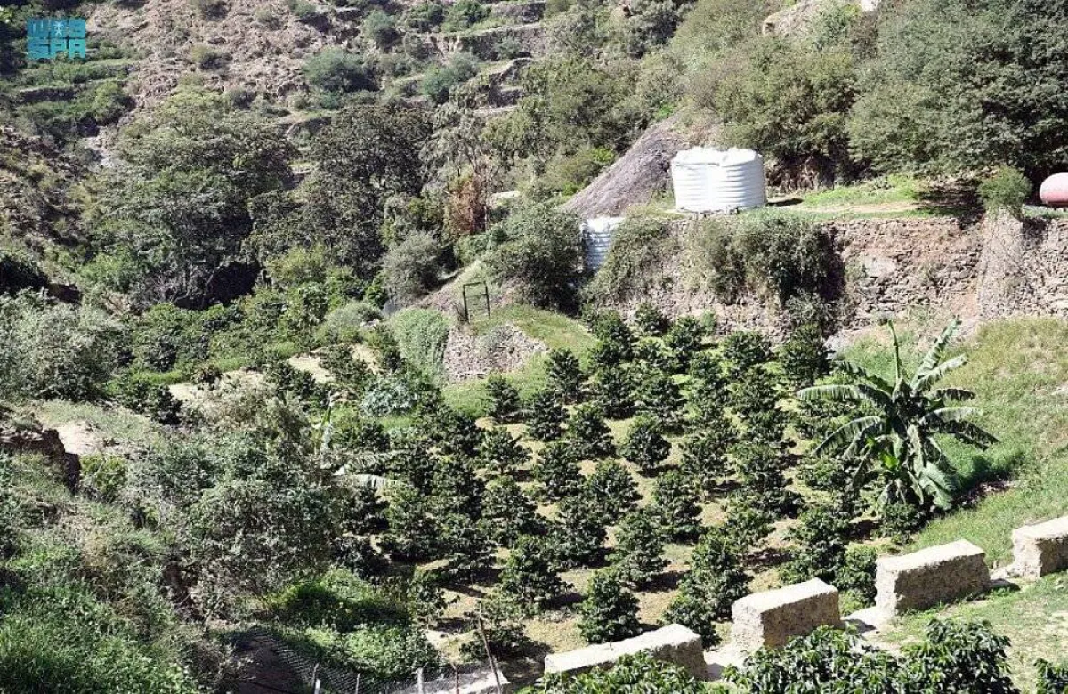 محافظة الدير بجازان