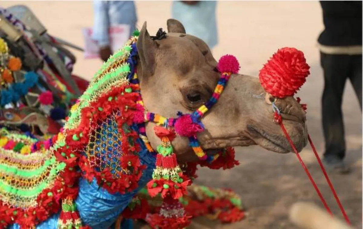 مهرجان ناجور للحصاد