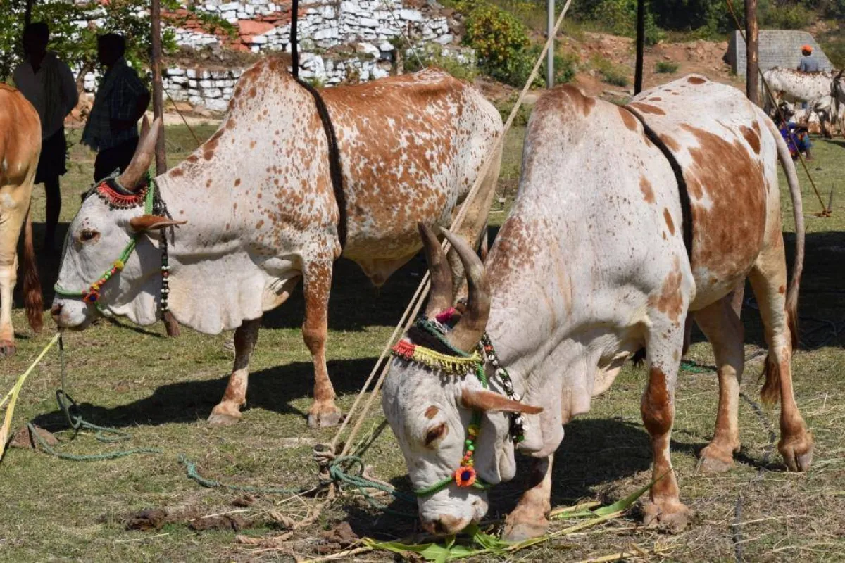 مهرجان ناجور للحصاد