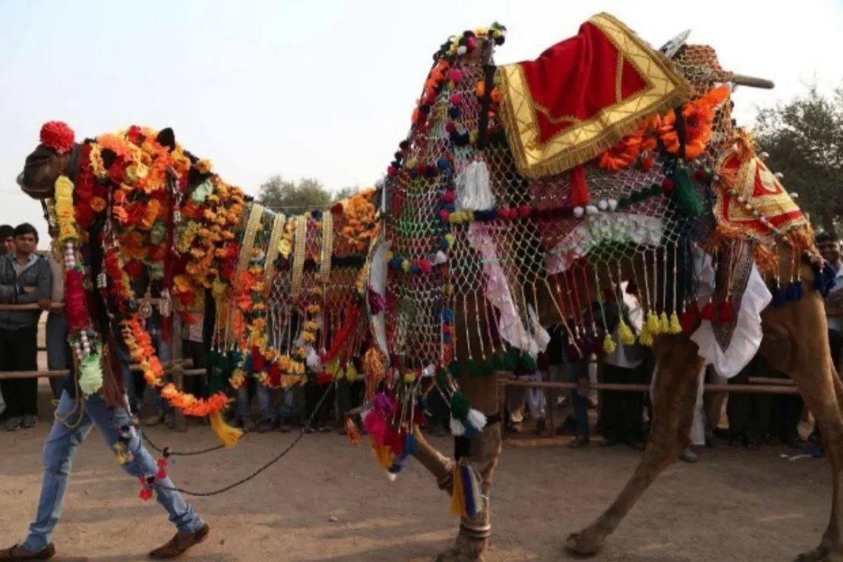 مهرجان ناجور للحصاد