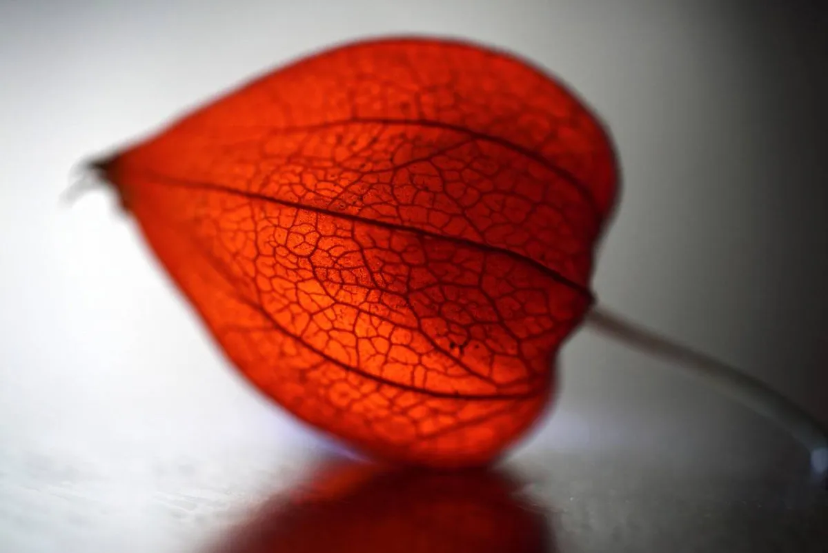 صورة تعبيرية عن المثانة