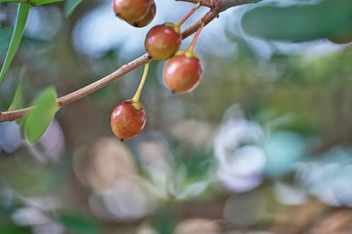 فوائد البمبر ومخاطره الصحية