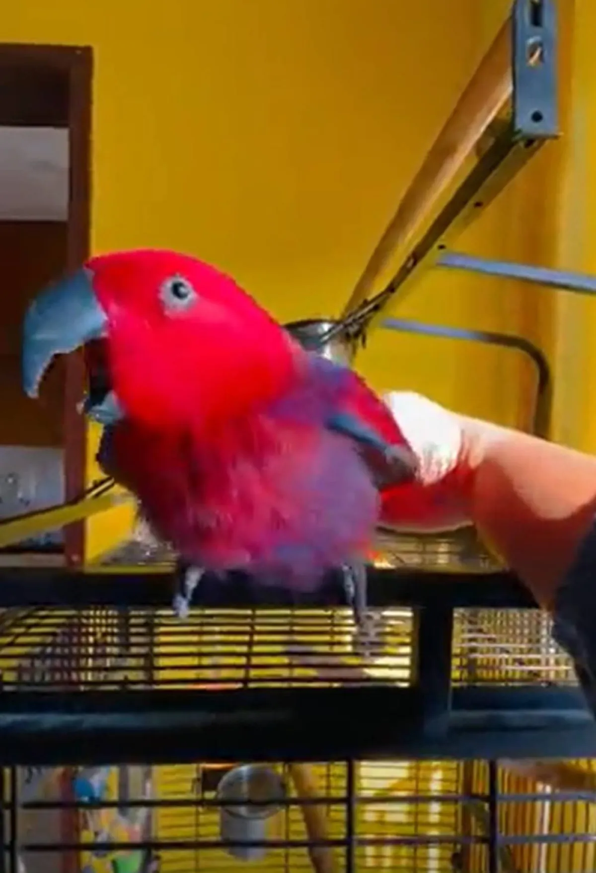 ببغاء ذكية تقلد نغمة الموبايل 