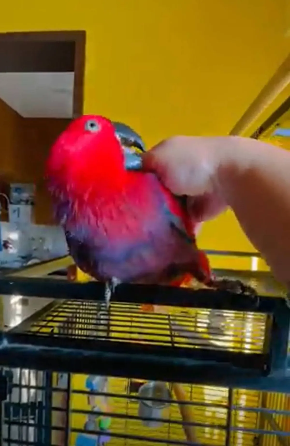 ببغاء ذكية تقلد نغمة الموبايل