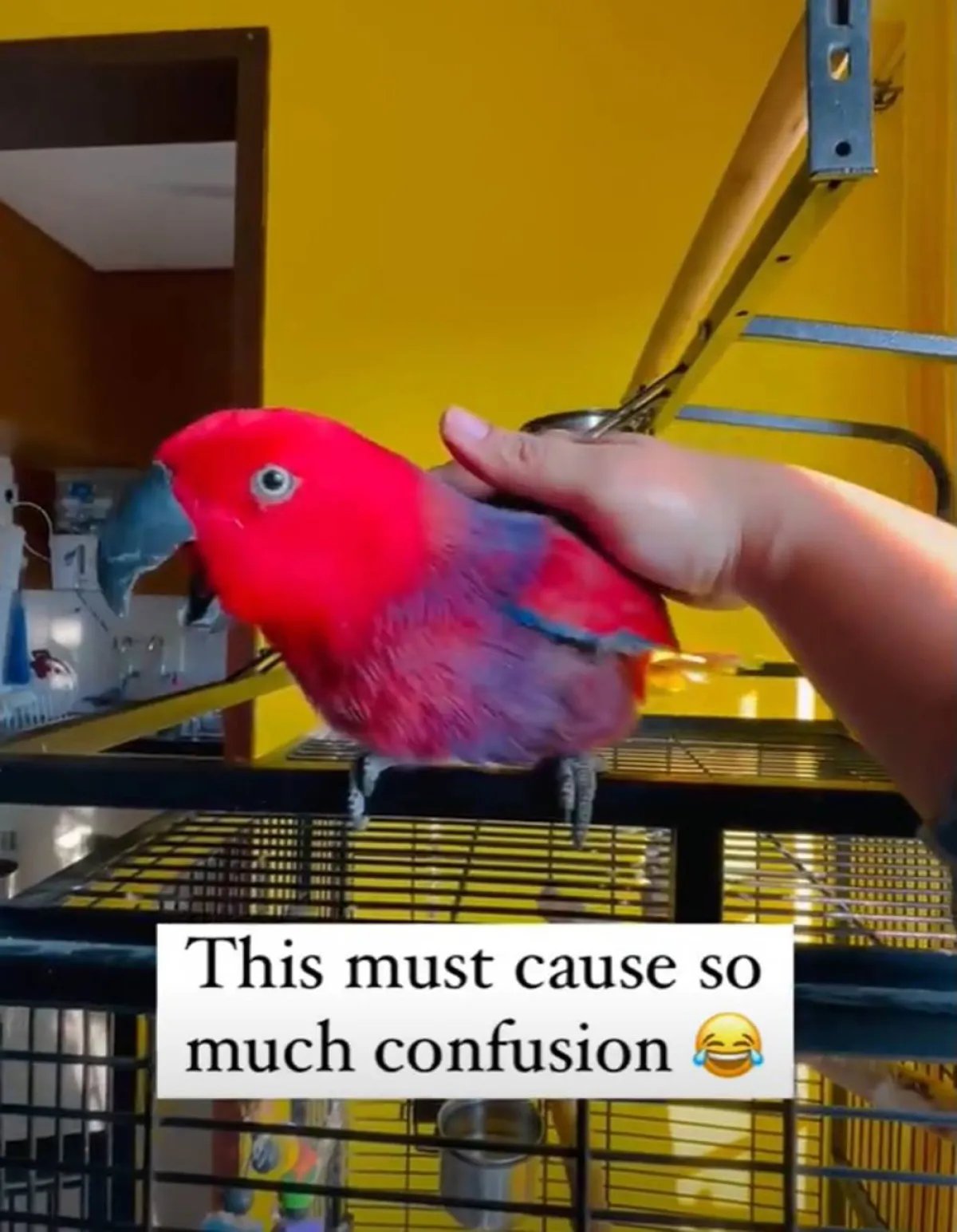 ببغاء ذكية تقلد نغمة الموبايل