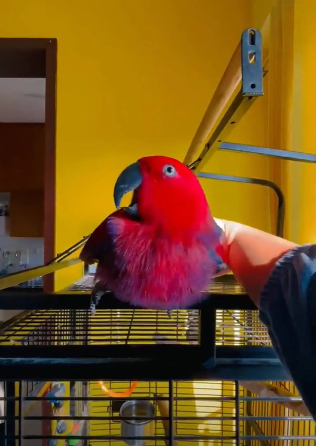 ببغاء ذكية تقلد نغمة نغمة الموبايل