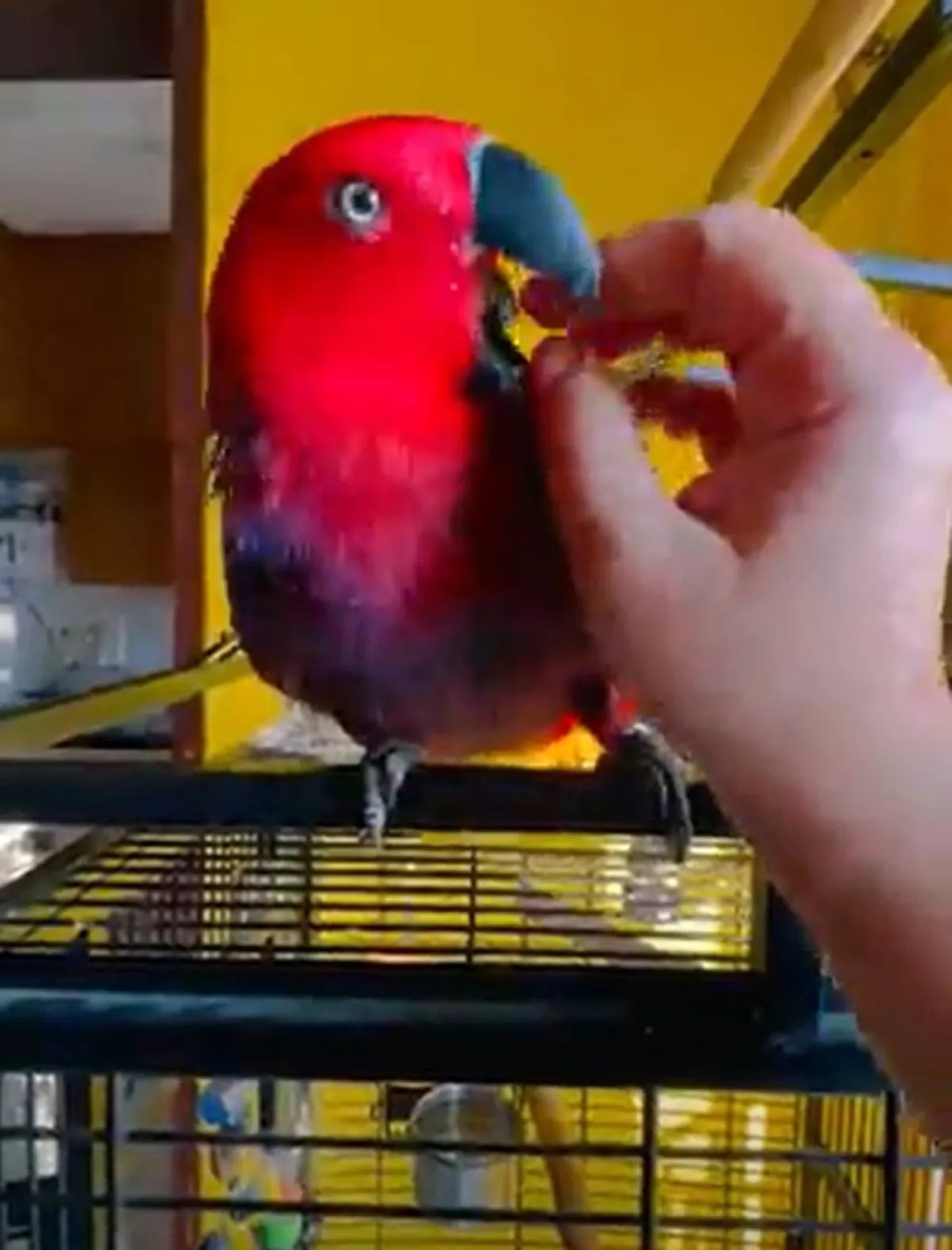 ببغاء ذكية تقلد نغمة نغمة الموبايل