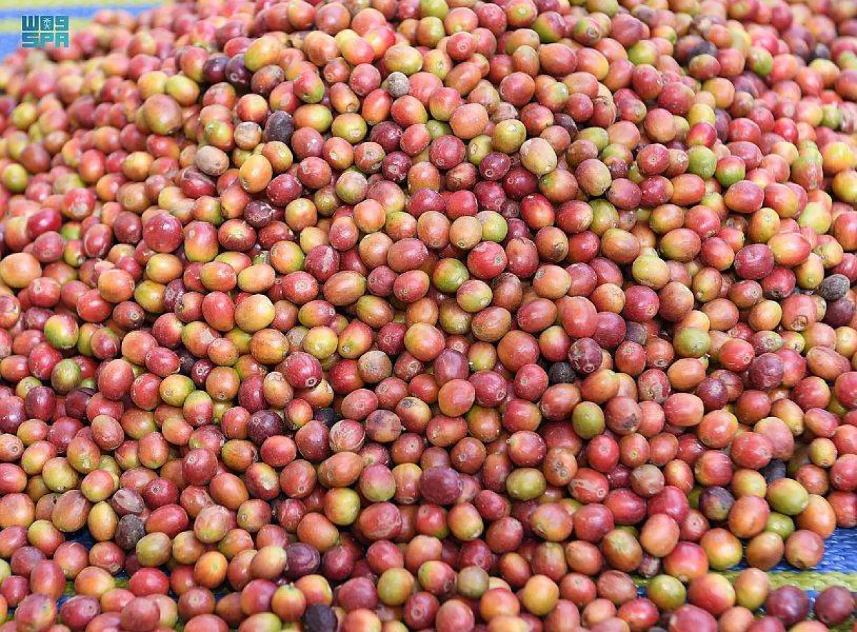 البن الخولاني- الصورة من واس