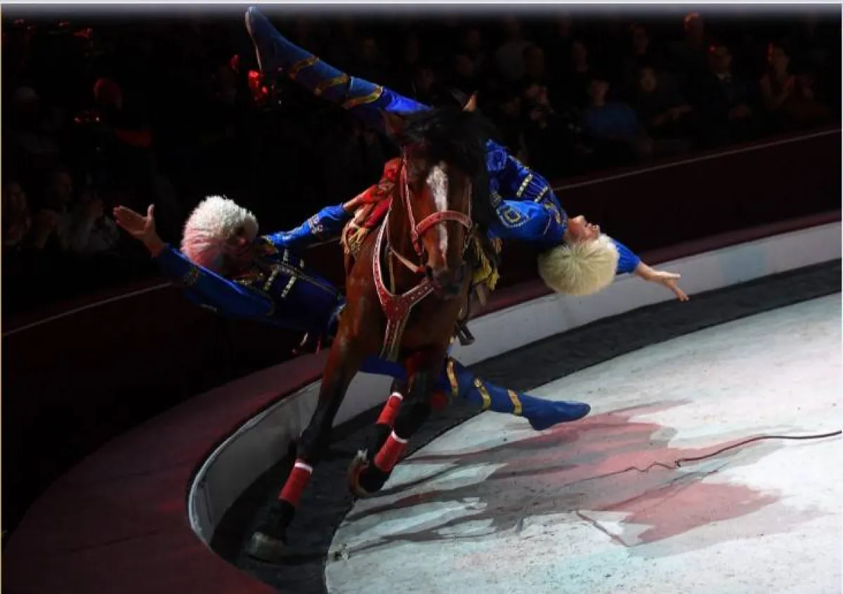 مهرجان بودابست للسيرك الدولى فى المجر