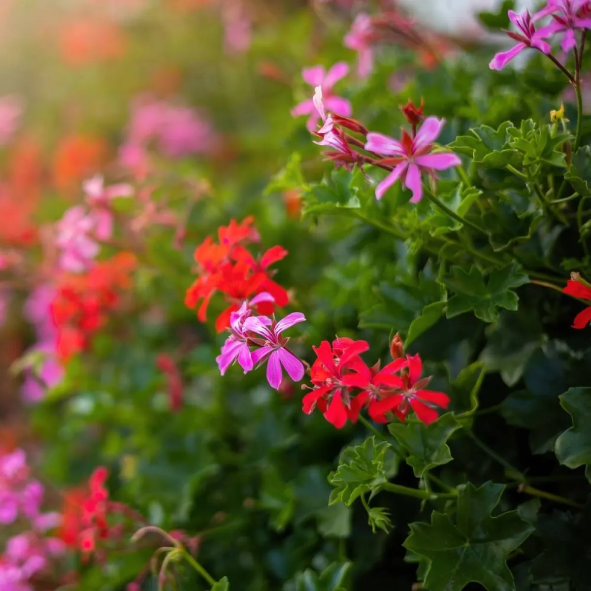 صورة لشجرة جوز الطيب