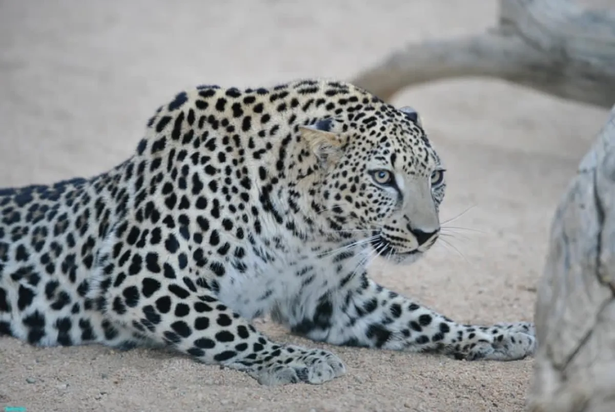 النمر العربي