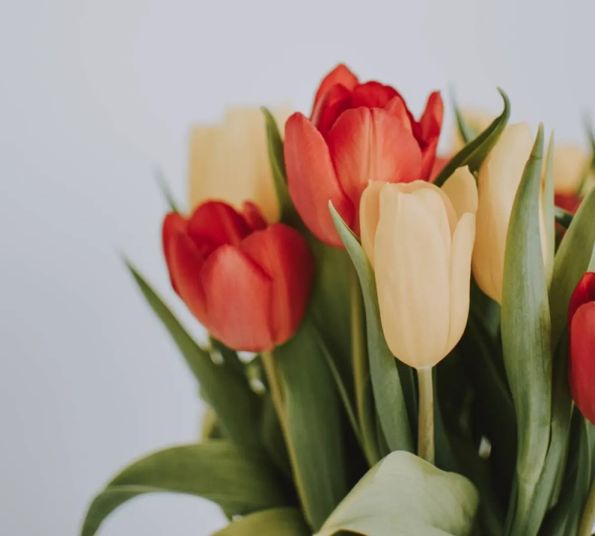 صورة للأزهار