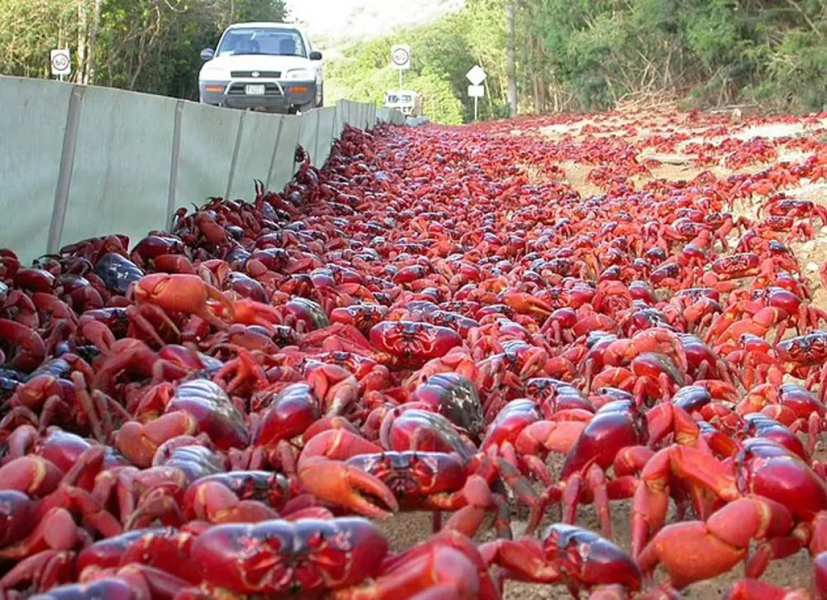 سرطانات البحر تحتل جزيرة أسترالية