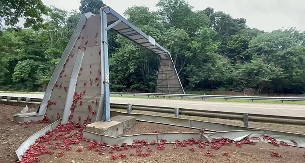 سرطانات البحر تحتل جزيرة أسترالية