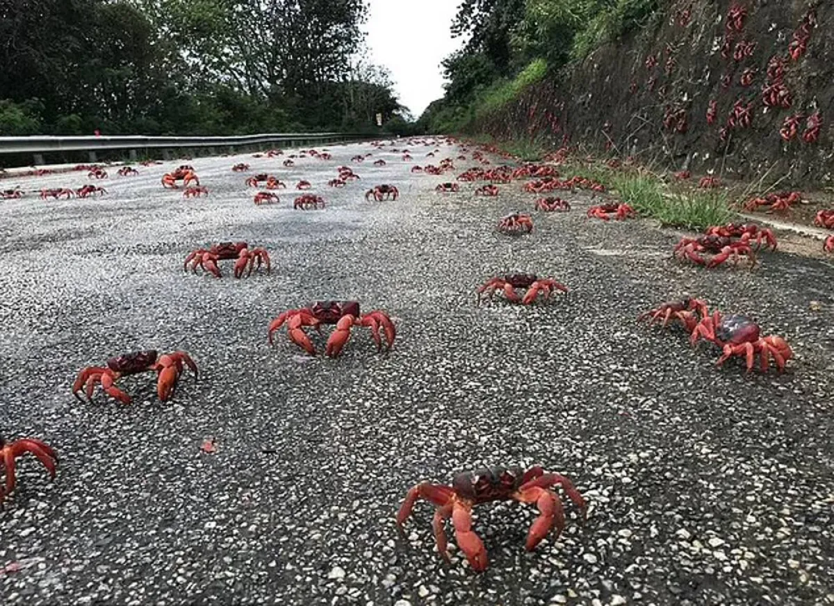 سرطانات البحر تحتل جزيرة أسترالية