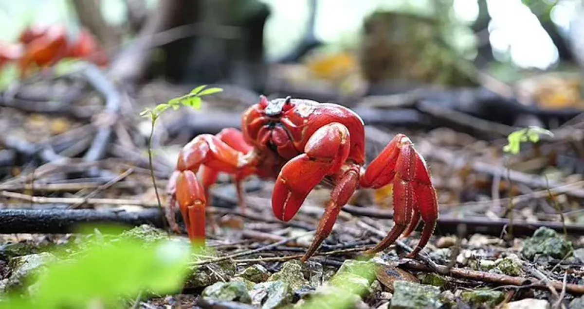 سرطانات البحر تحتل جزيرة أسترالية