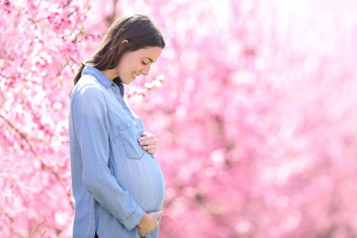 النمل الأسود