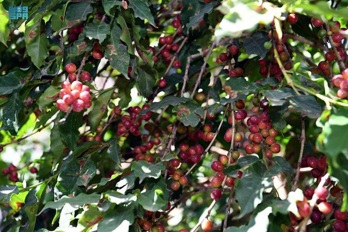 مزارع البن الخولاني السعودي