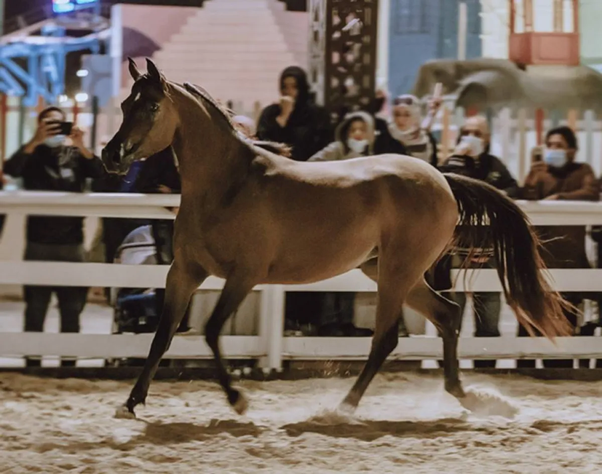 تتميز الخيل العربية الأصيلة وسلالاتها في دولة الإمارات بكونها ذكية ولماحة. الصورة من "وام"