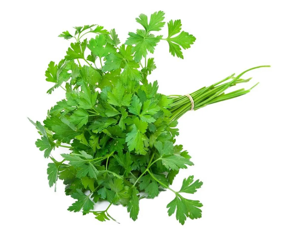 البقدونس للعناية بالشعر