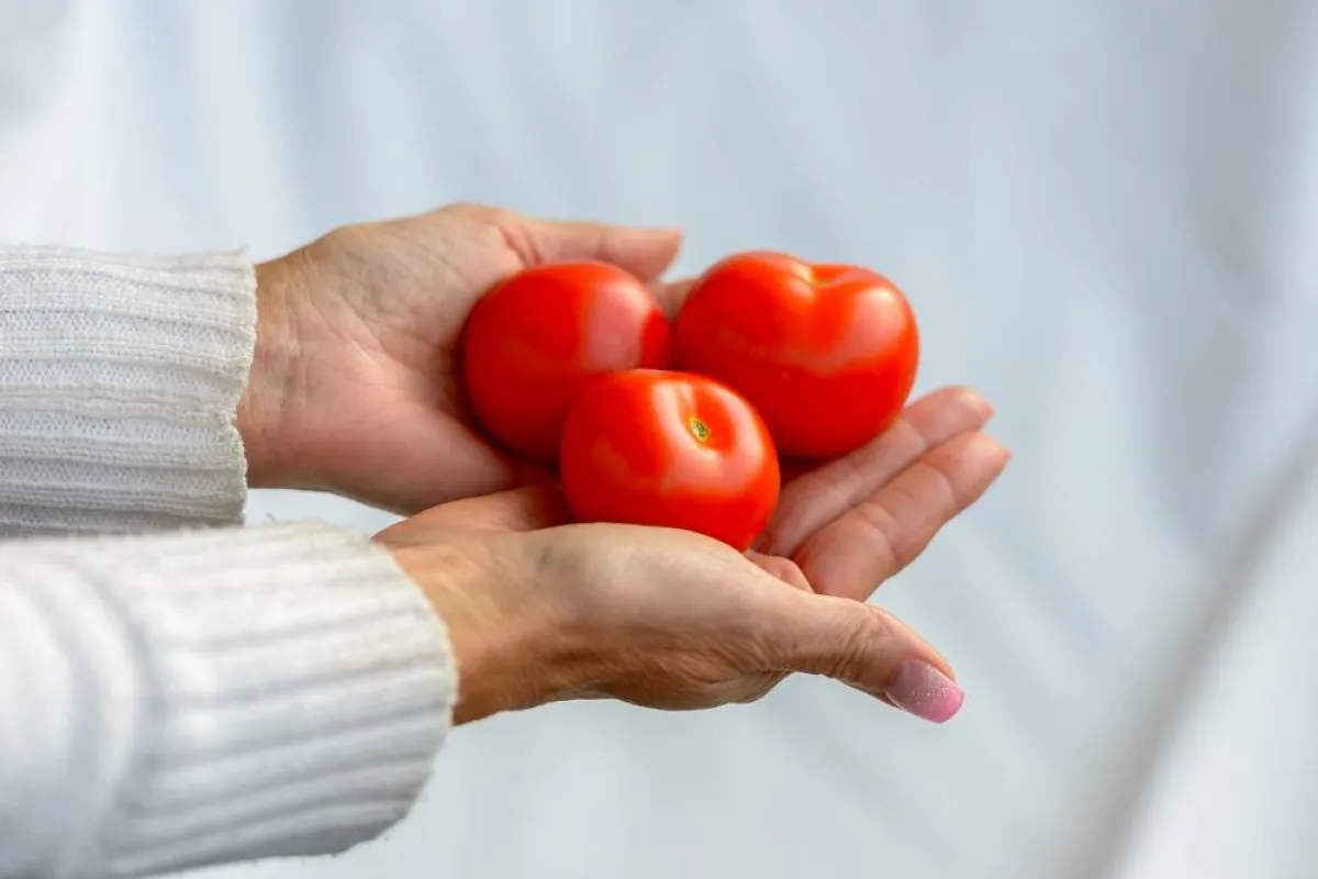 خلطات الطماطم