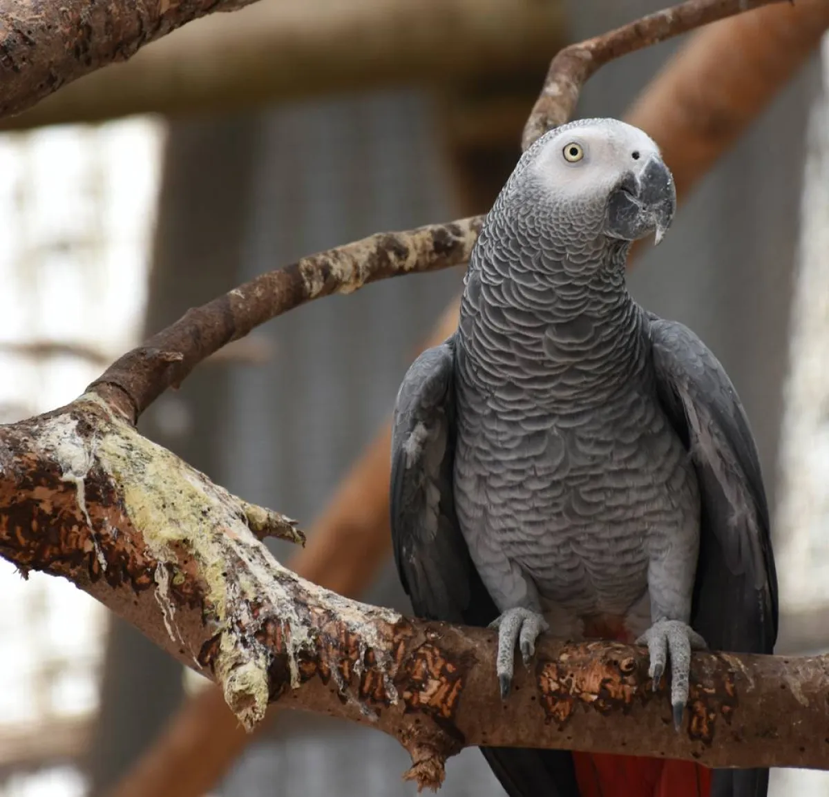 طائر الحب.. ببغاوات العشق التسعة 
