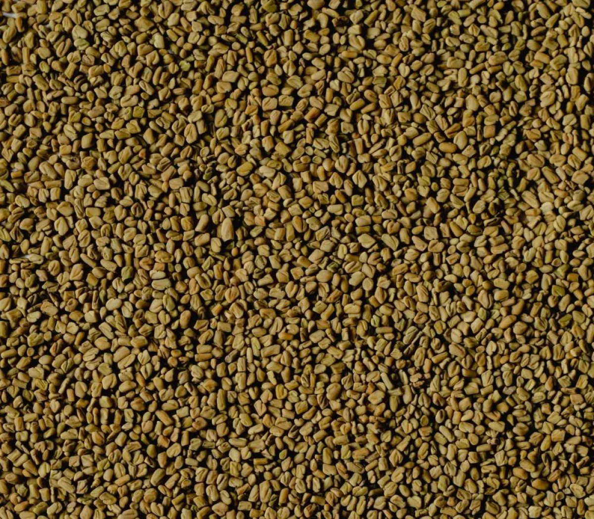 صورة لبذور الحلبة