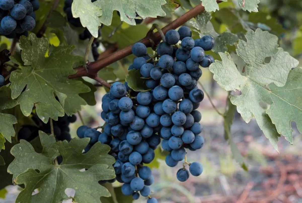 العنب لحماية القلب والشرايين