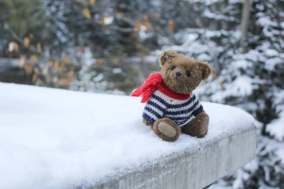 الدبدوب في يوم الحب 