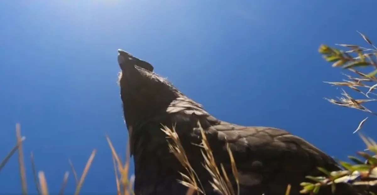 ببغاء يسرق كاميرا GoPro من مالكها ويصور رحلة طيرانه. الصورة من CNN